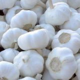 Fresh Pure White Garlic